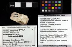 Foto (Objket + Etiketten) von Galatheites aiola (Robins, Feldmann, Schweitzer & Bonde, 2016) 